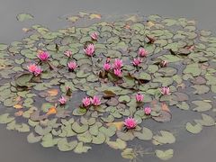 -国家植物园南园