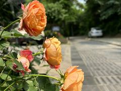 -大妙火锅·非物质文化遗产(东湖公园店)