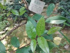 -广州神农草堂中医药博物馆