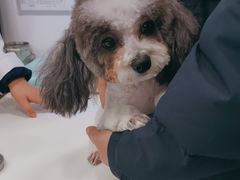 -天使宠物医院·犬猫分诊(彩虹店)