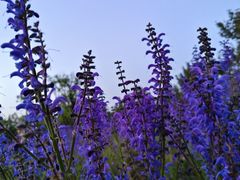 -唐城墙遗址公园