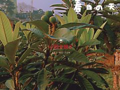 -胜景山庄柴火鸡