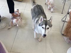 -怪兽屋·羊驼·猫咖·狗咖(俊华广场店)