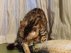 -猫猫幼稚园·撸猫·桌游·电玩