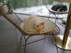 -有猫主题·治愈系猫咖(曾厝垵店)