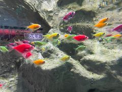-苏州海洋馆