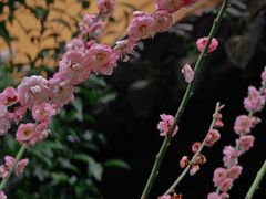 -龙华寺