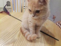 -楼上猫咖(罗湖店)