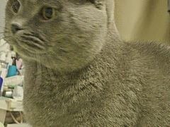 -PETKIT小佩宠物(古北店)