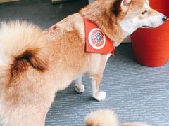 -柴源莊·柴小宠柴犬咖啡