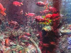 -太平洋海底世界