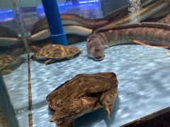 -阿伟海鲜楼·福建菜(延寿店)