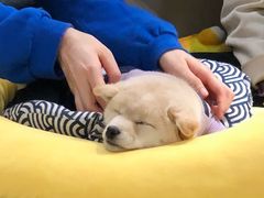 -逗柴咖啡屋·狗咖猫咖宠物桌游