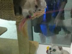 -1013 PET SHOP 宠物商店(近铁城市广场店)