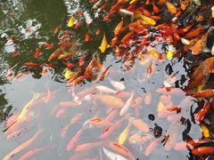 -成都动物园