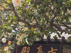 -青岛崂山太清宫