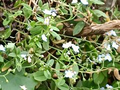 -白草畔自然风景区