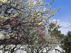 -苏州上方山国家森林公园