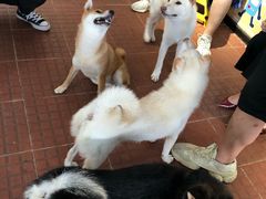 大堂-柴犬高等学院·狗咖·柴犬售卖·宠物训练