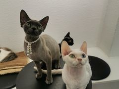 -琪喵猫屋·撸猫猫咖·猫舍