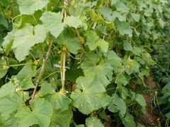 -意大利农场度假村