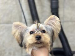 -帕帕拉兹宠物(亚洲旗舰店)