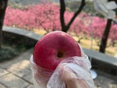 -无锡梅园公园