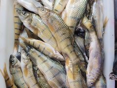 -畲乡一品鱼府土菜馆