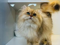 -十月米努特矮脚猫舍