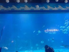 -烟台海昌鲸鲨海洋公园