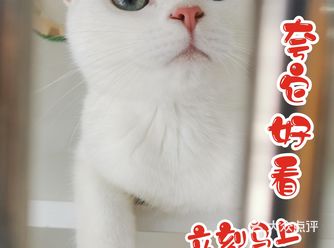 Go！宠物店「憨憨狗闹闹猫」洗狗超便宜顺便吸个猫