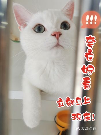 Go！宠物店「憨憨狗闹闹猫」洗狗超便宜顺便吸个猫