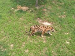 -西霞口神雕山野生动物世界