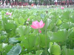 -四川大学(望江校区)
