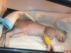 -芭比堂动物医院·犬猫全科·异宠专科(雁塔分院)