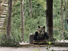 -中国大熊猫保护研究中心雅安碧峰峡基地