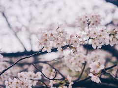 -武汉大学-樱园