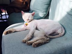 海妖酒吧-Sirena海妖日咖夜酒