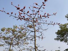 -番禺大夫山森林公园