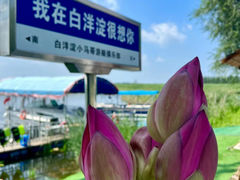 -白洋淀风景区