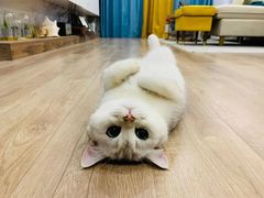-猫十亿·布偶金渐层·曼基康矮脚猫舍(青年路店)