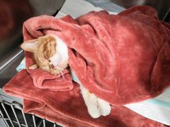 -艾吉宠物医院·疑难杂症转诊中心·猫友好(碧江路院)