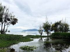 -洱海月湿地公园