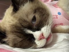 -美迦爱动物医院·夜诊(朝阳路诊疗中心)