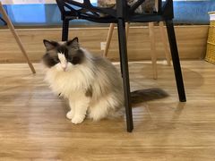 -滚猫咖啡·猫咖·猫友好撸猫(未来城店)