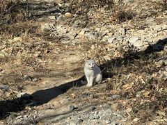 -大觉寺-停车场