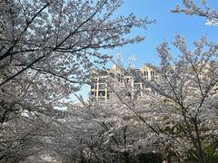 -高东镇樱花园