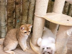 -酷豆宠物咖啡·宠物美食·撸猫馆