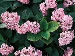 -上海辰山植物园