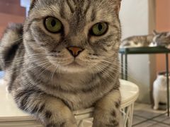 -猫儿山۰猫主题餐厅